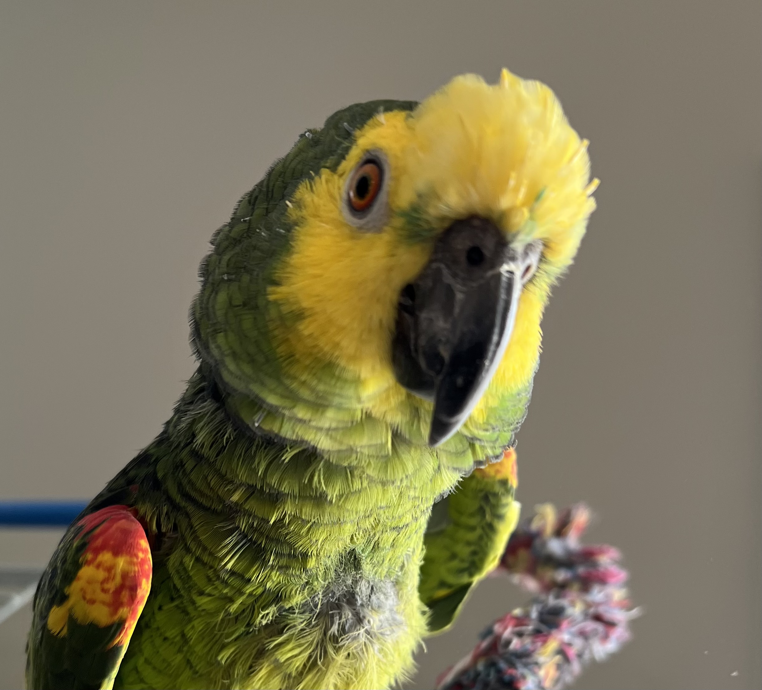 Samson the Parrot